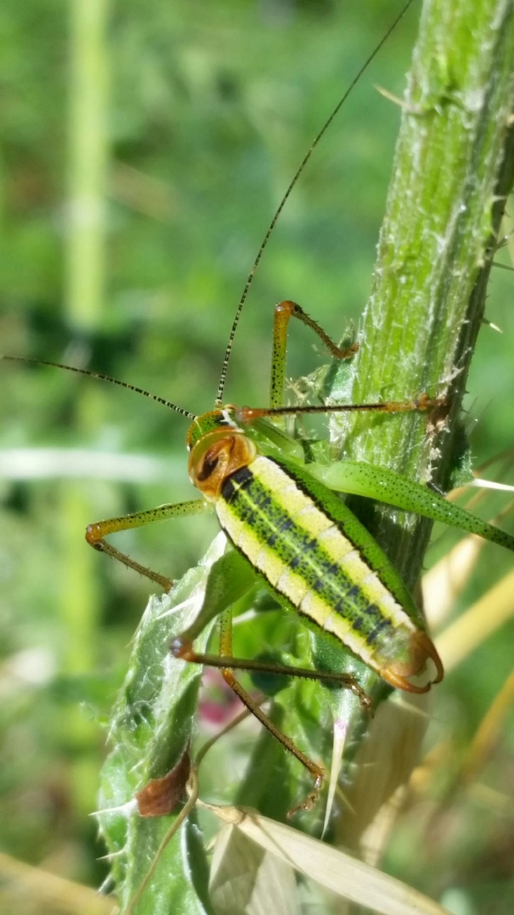 Che cos''?   Poecilimon superbus